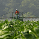 Image for article titled Scientists Are Reinventing Photosynthesis to Grow More Food